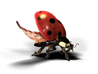 Ladybug